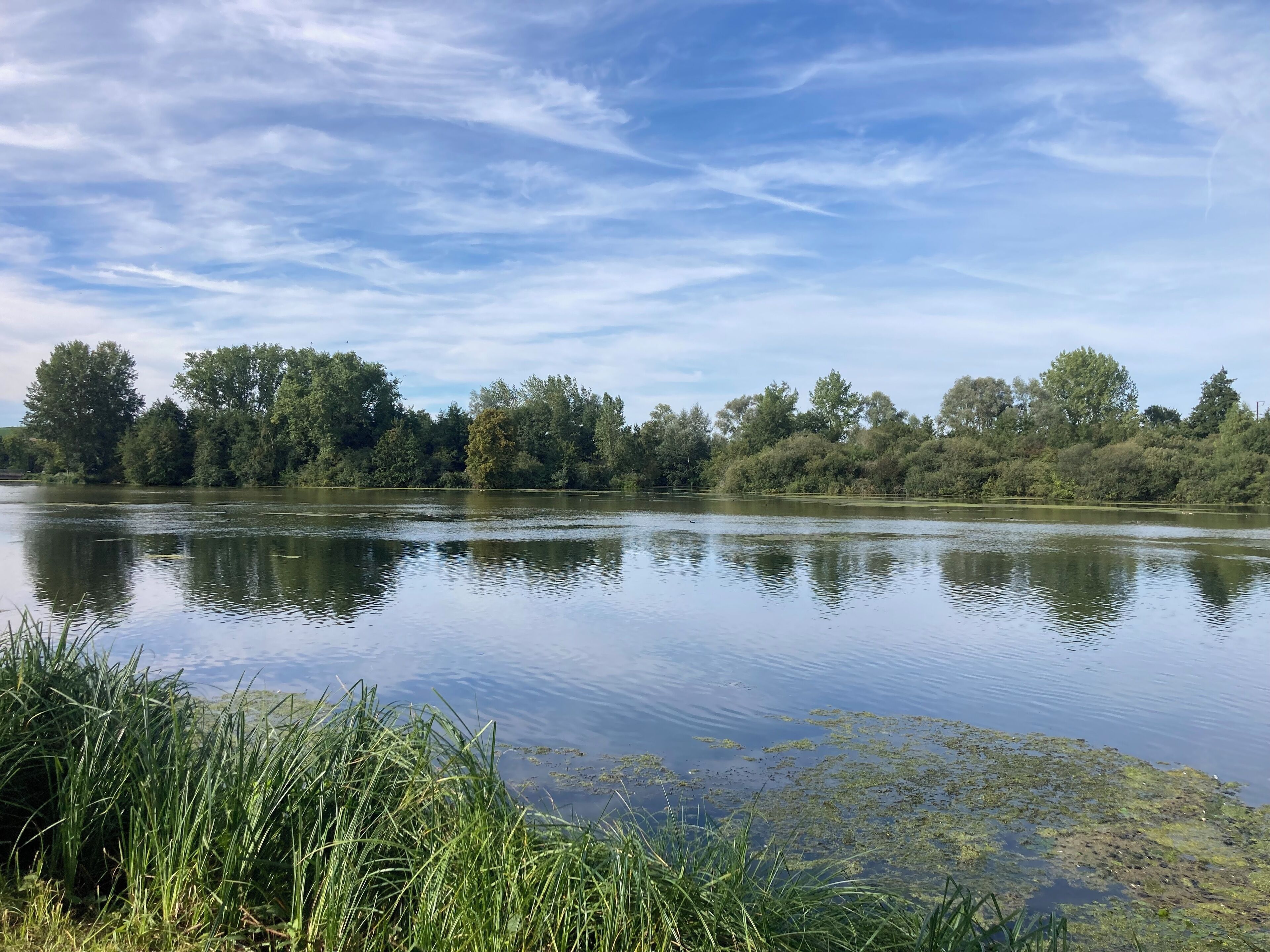 Ein ruhiger See mit dichtem Baumbestand im Hintergrund und hohem Gras im Vordergrund.