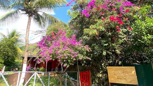 Ein tropischer Garten mit einer Palme, leuchtend rosa Bougainvillea und einem Holzschild mit der Aufschrift 'NORONIA MAR'.