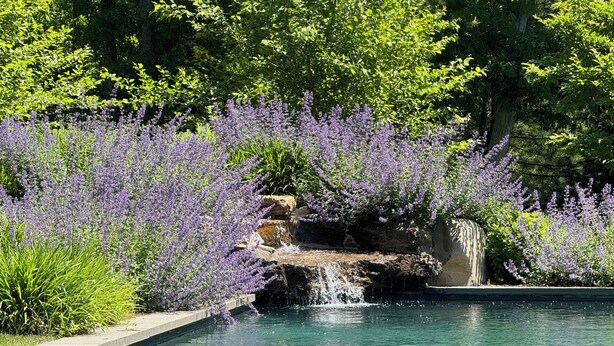 A pool surrounded by lush greenery and purple flowers, with a small waterfall feature. - NORTH FORK DREAM HOME, 4,000 Sq Ft, 1 Acre, Heated Pool! (Southold)