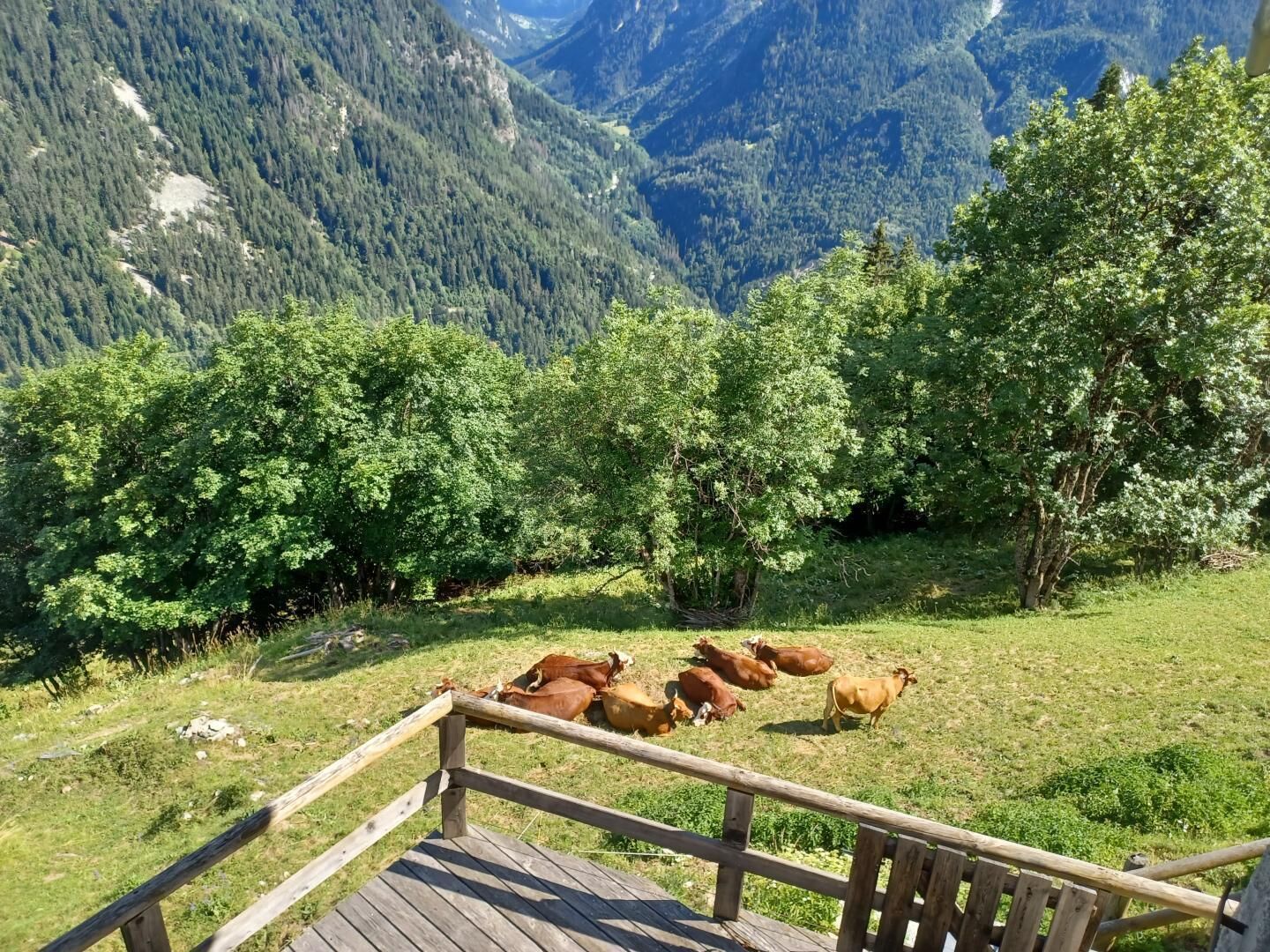 Une terrasse en bois offrant une vue sur des vaches qui paissent dans un champ entouré d’arbres et de montagnes.
