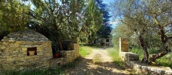 The olive grove - CORRENS