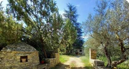 L'oliveraie - CORRENS