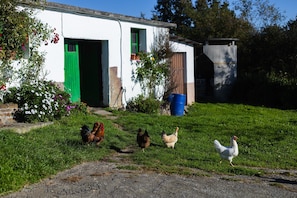 A rural setting with a white building, green door, and chickens on the grass.