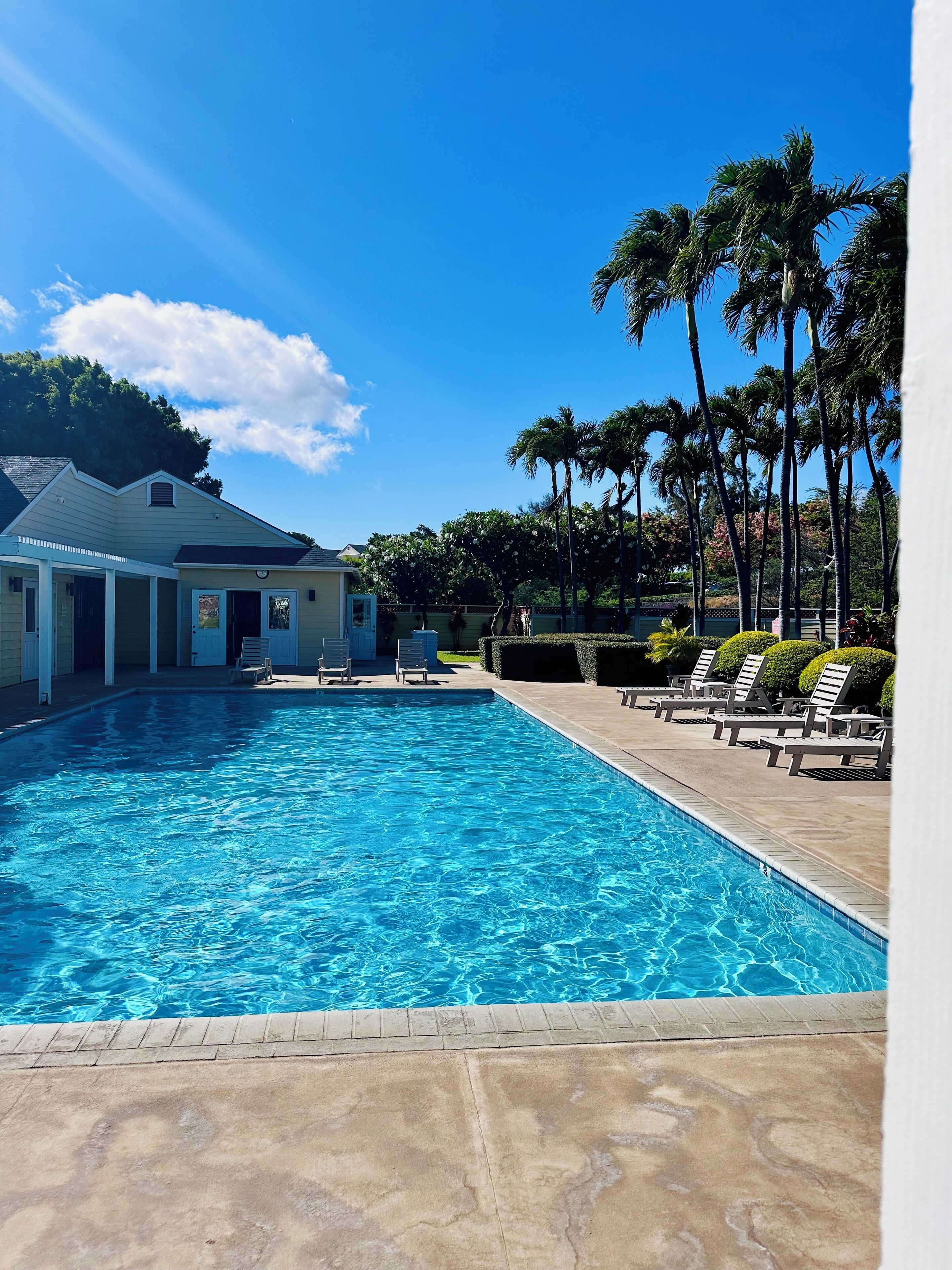 A swimming pool with lounge chairs and palm trees.
