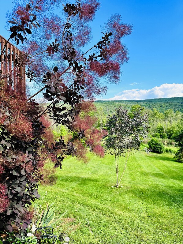A lush green lawn with a small tree and a wooden fence in the foreground. - Mountain View Cabin (Middlesex)
