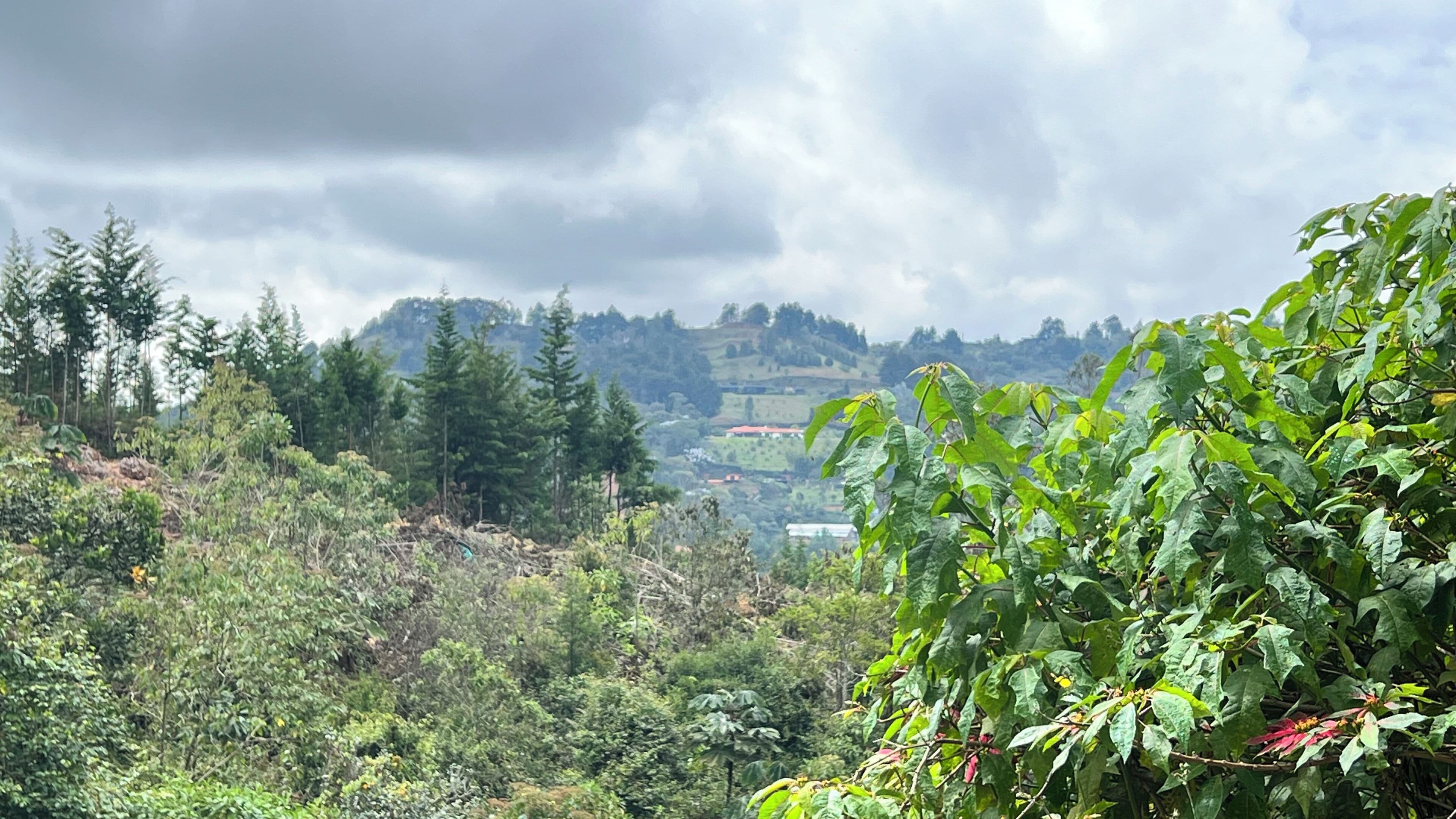 A lush, green landscape with dense foliage and a variety of trees, including conifers and broadleaf species.
