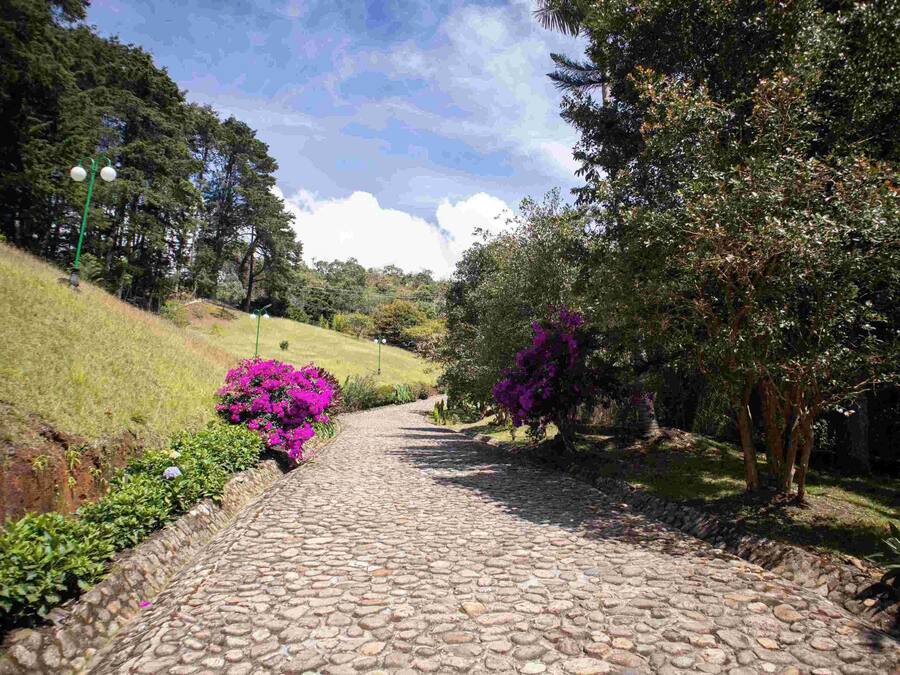 A cobblestone pathway in a park with lush greenery and flowering bushes.