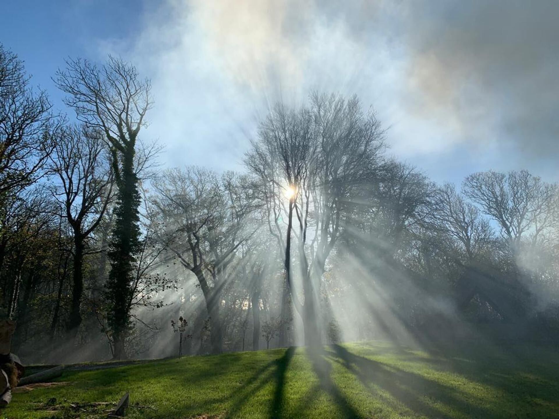 A park with trees and a grassy area.