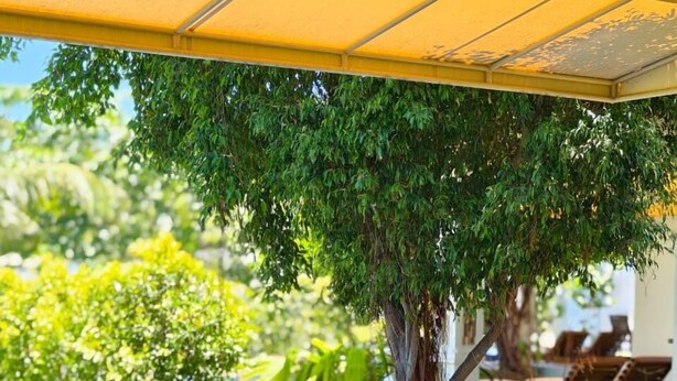 Ein Poolbereich mit Liegestühlen, einem Baum und einer überdachten Sitzgelegenheit.