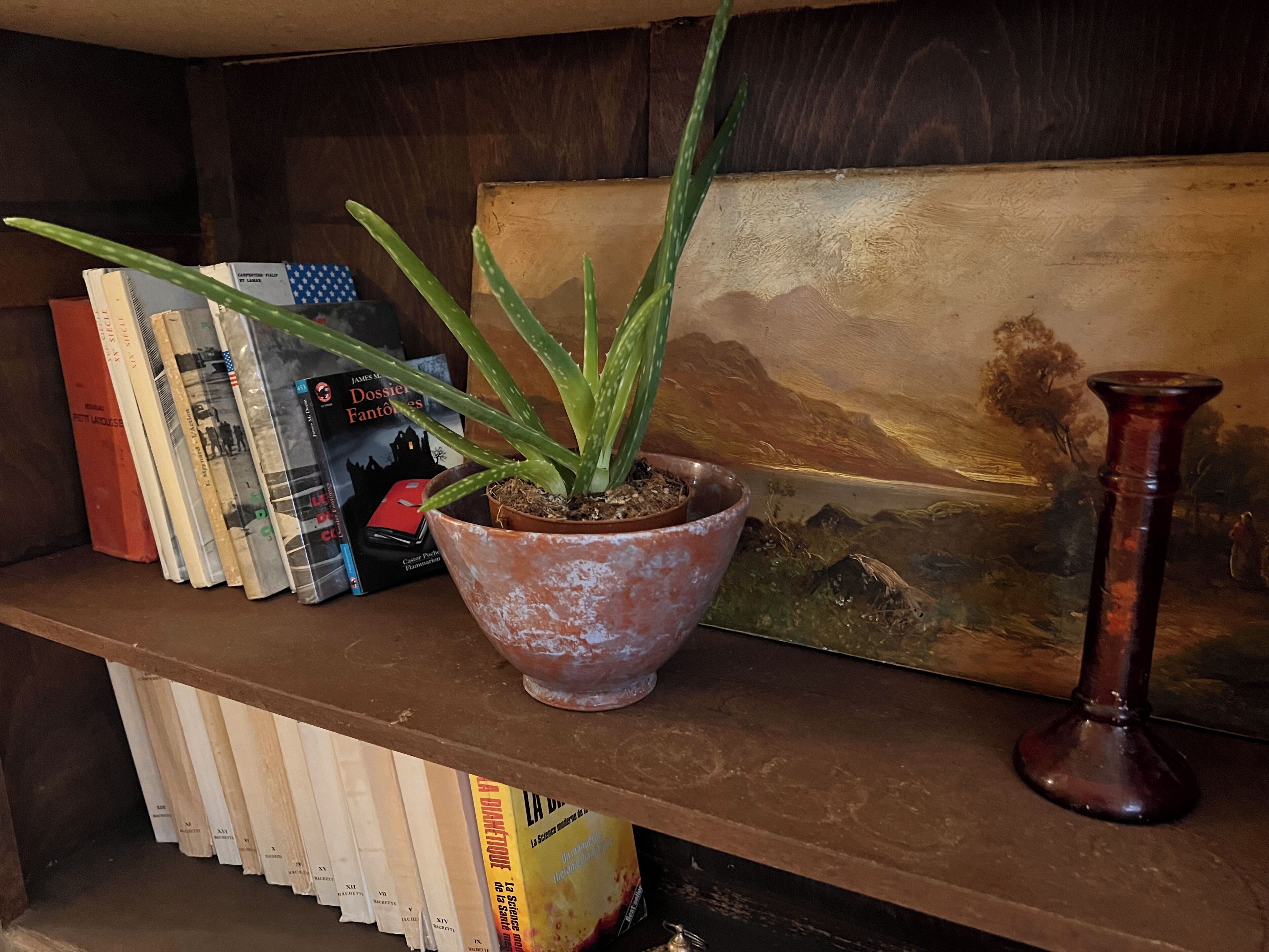 Une bibliothèque remplie de livres, un pot d’aloès, un vase décoratif et un tableau représentant un paysage.