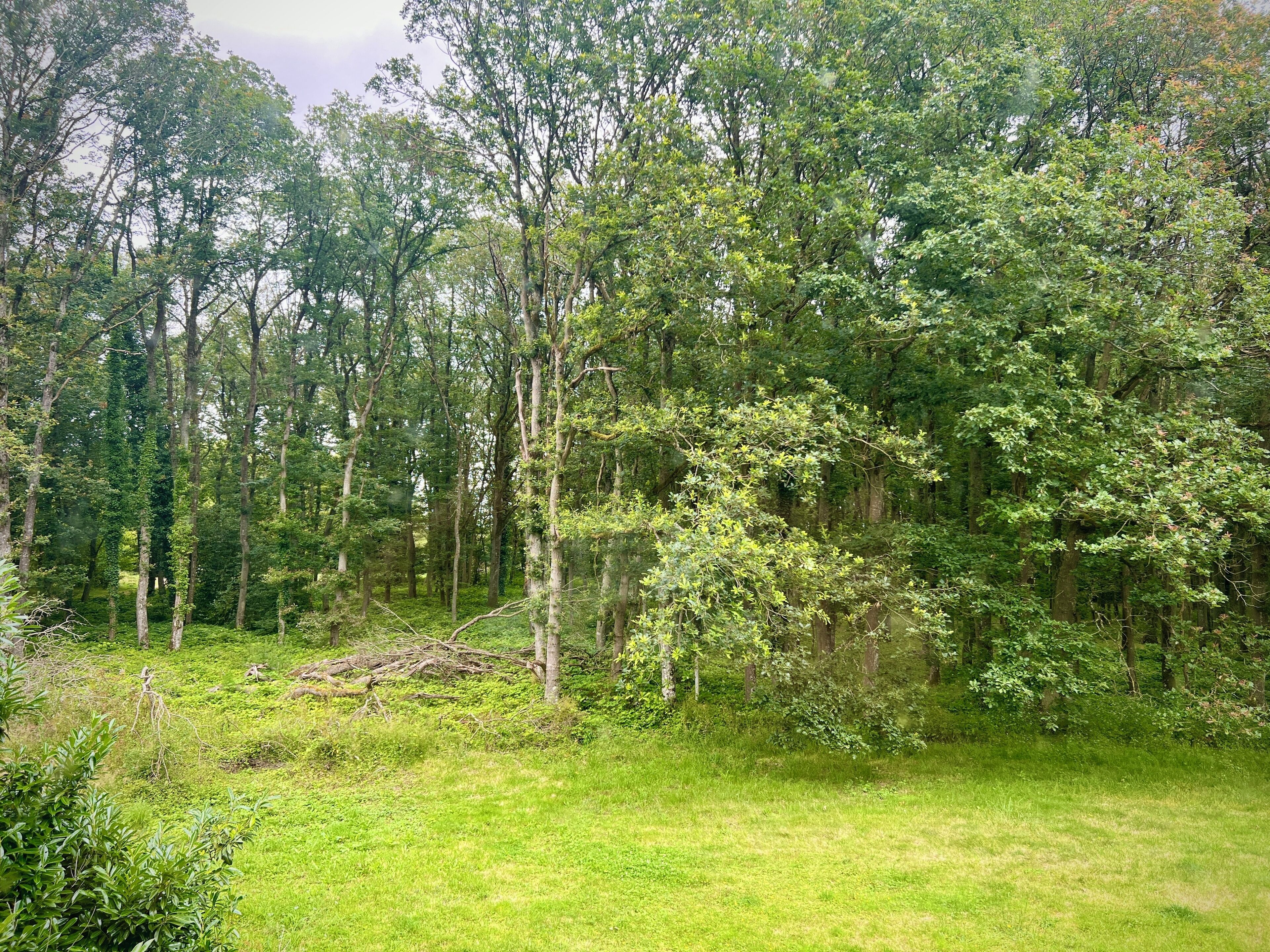 Une forêt dense, avec de grands arbres et une clairière herbeuse.