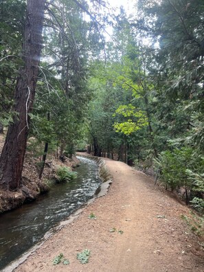 Un sendero de tierra junto a un río en una zona boscosa.