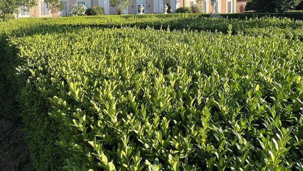 A large, two-story building with a symmetrical facade, surrounded by well-maintained hedges and trees. - Hôtel & Events du Château Lacaze (Aiguillon)