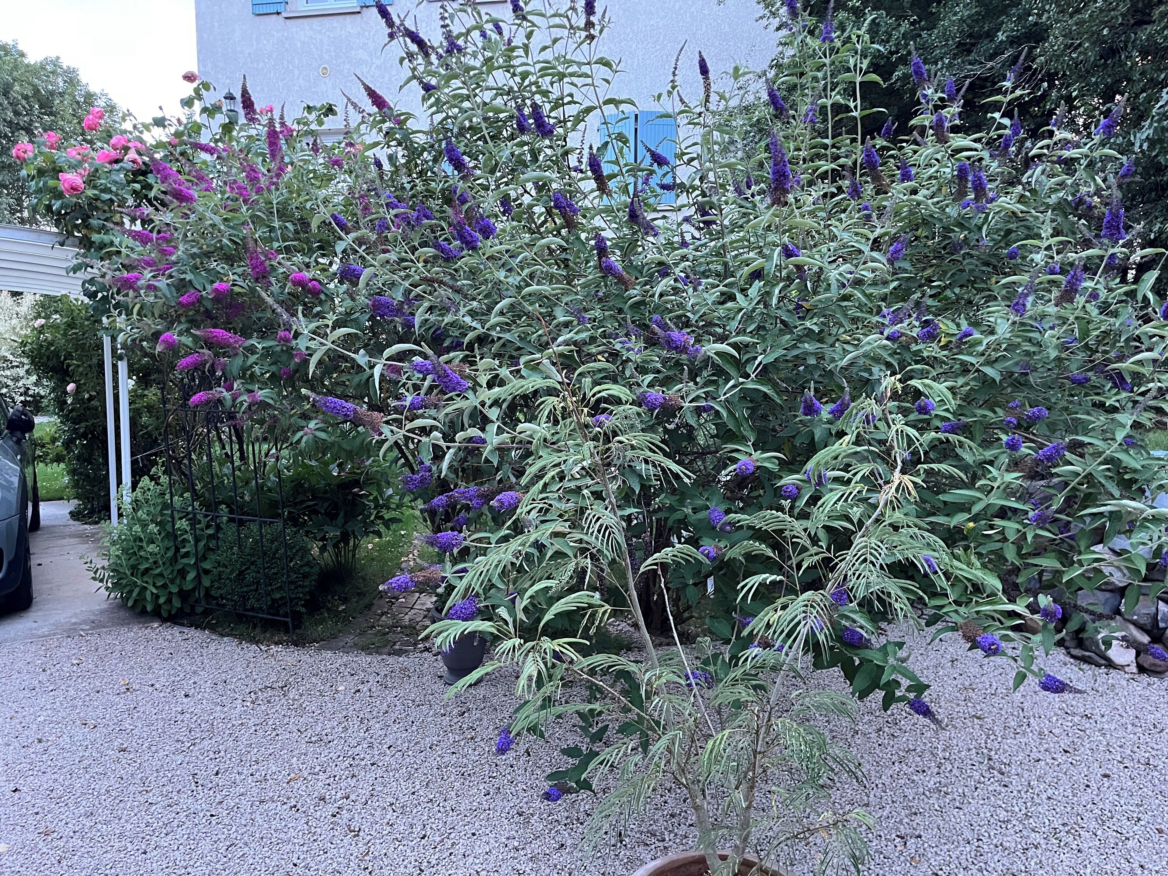 Un jardin où poussent différentes plantes et fleurs, dont des variétés aux couleurs violettes et roses, devant un bâtiment dont la porte est bleue.