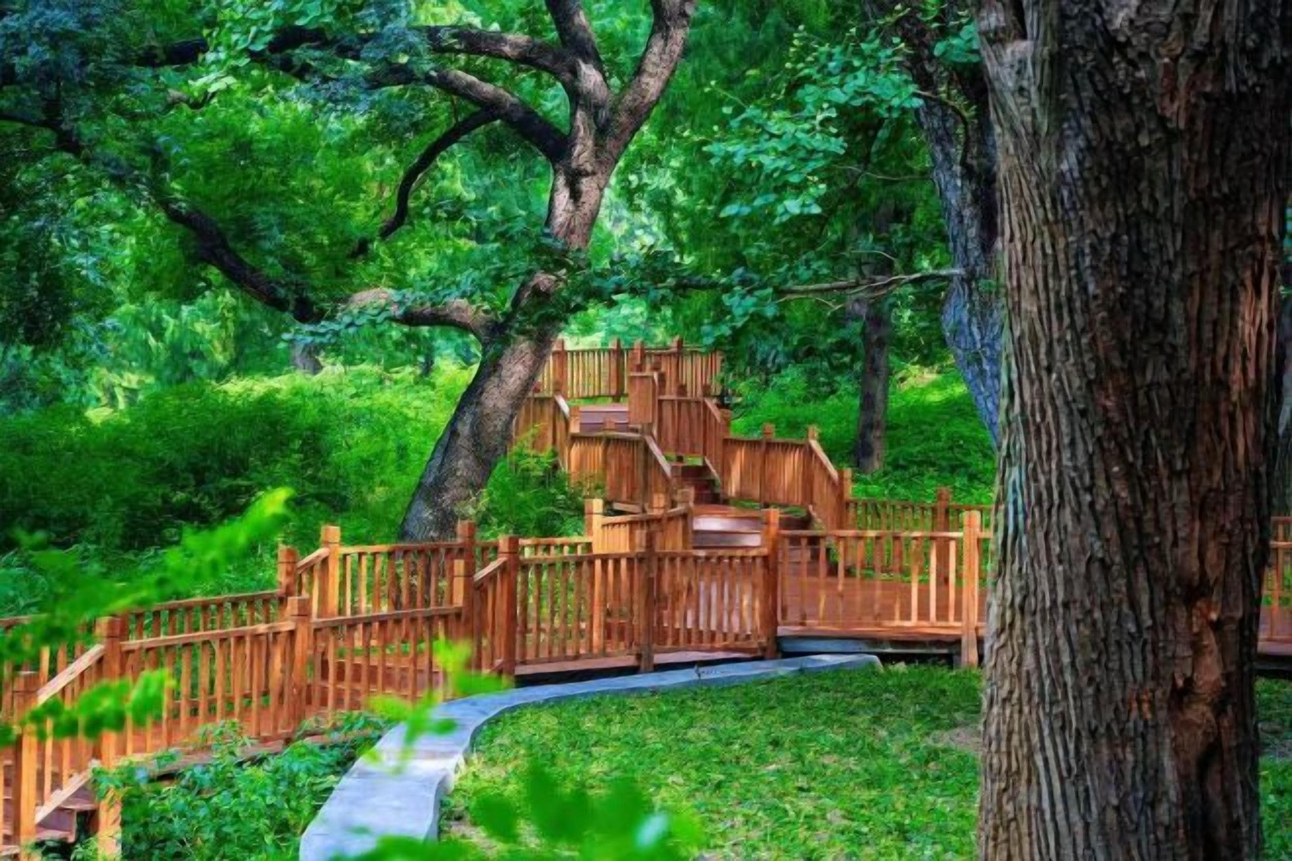 A wooden staircase leading up to a wooden deck surrounded by lush greenery.