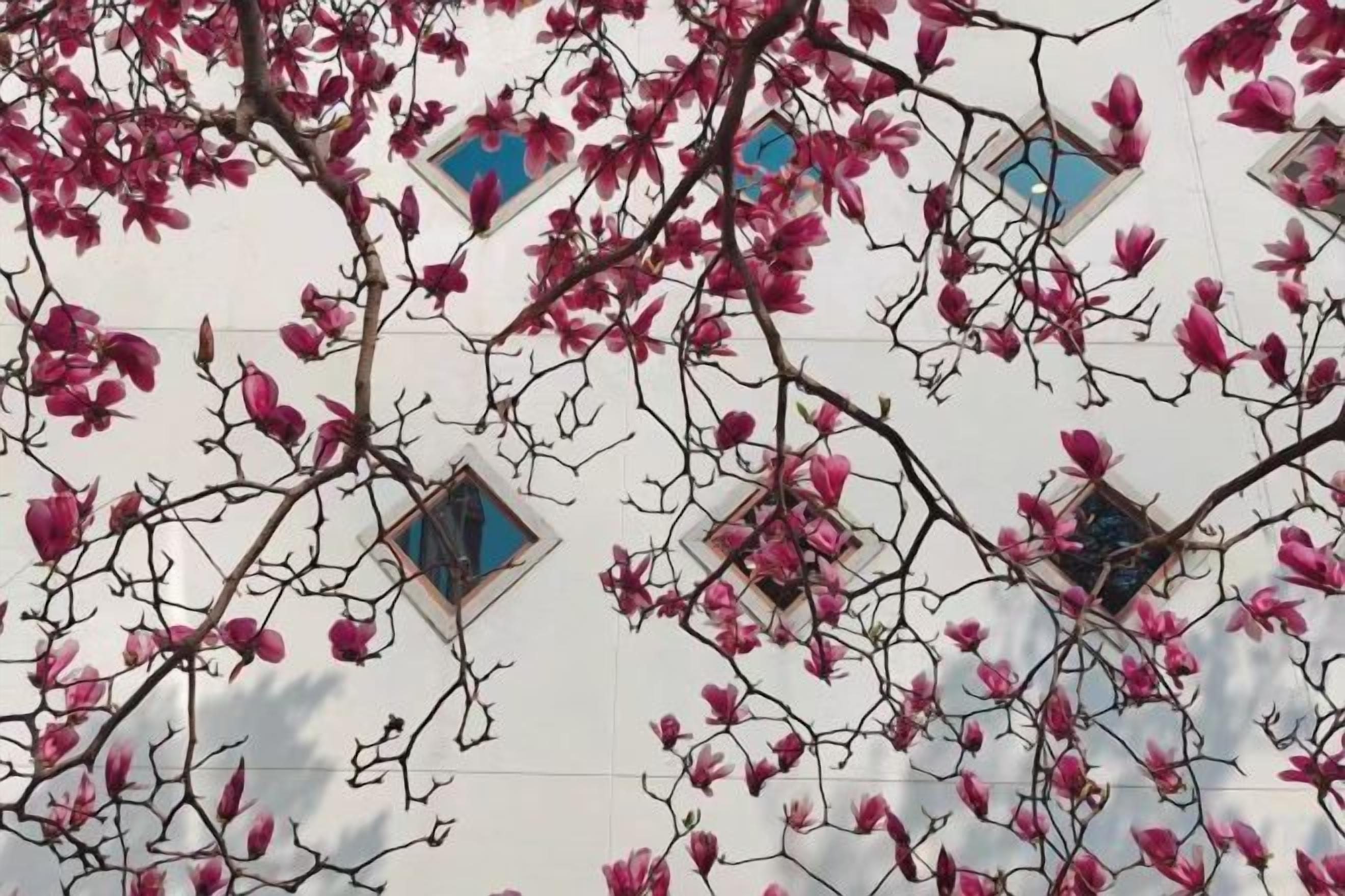A building facade with multiple windows and branches of flowering trees.