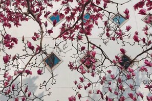 Fachada de edificio con múltiples ventanas y ramas de árboles florecientes.