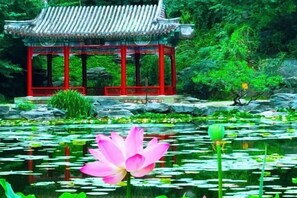 Un pavillon traditionnel, doté d’un toit en tuiles, entouré d’un bassin où flottent des fleurs de lotus et où abondent les plantes vertes.