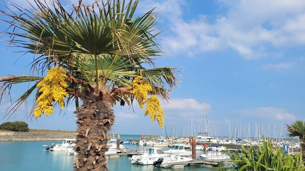 A marina with boats docked, a palm tree with yellow flowers, and a clear blue sky. - Mobil Home 6 Personnes île D'oléron : Notre Oléronaise (Saint-Denis-d'Oléron)