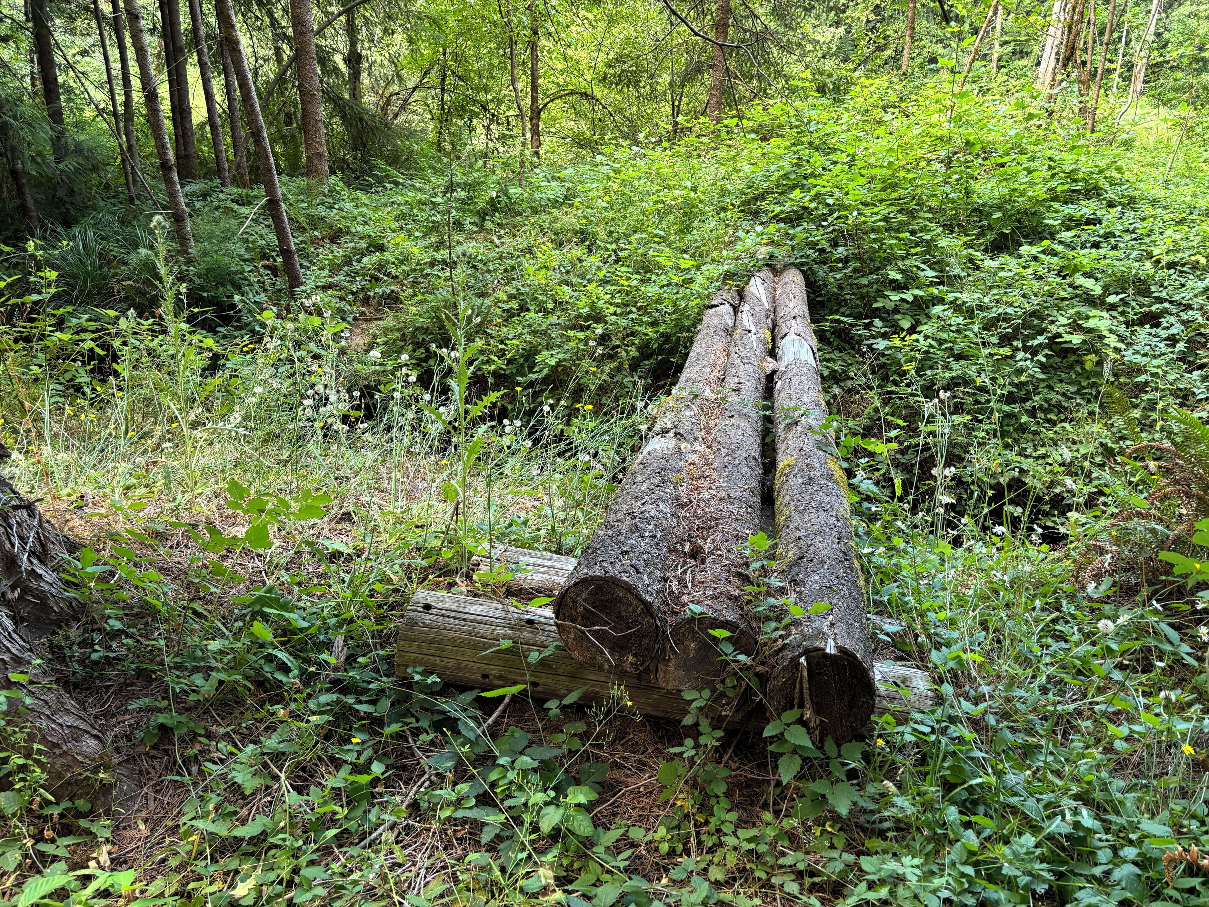 A fallen tree in a forest.