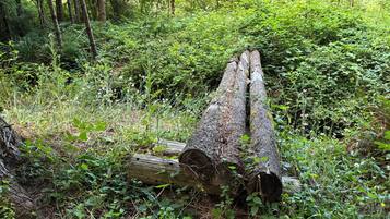 A fallen tree in a forest.