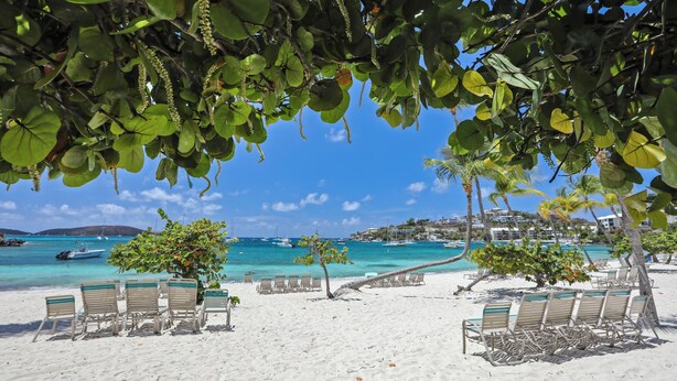A beach with rows of sun loungers under a canopy of trees, a clear blue sky, and boats in the water.