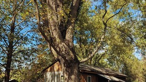 A rustic cabin with a large tree in front, surrounded by a yard with a dog and a bucket. - Delightful Cabin near a wildlife refuge, 6 miles to Carbondale Illinois. (Carbondale)