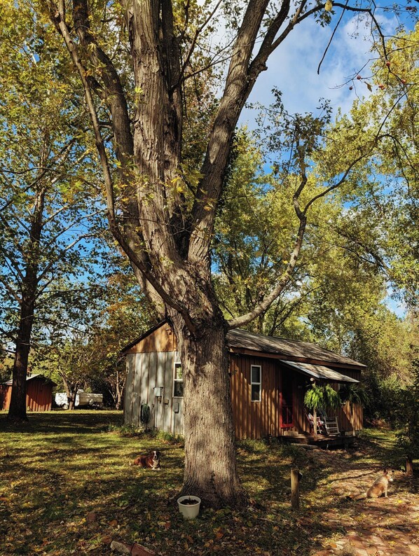 A rustic cabin with a large tree in front, surrounded by a yard with a dog and a bucket.