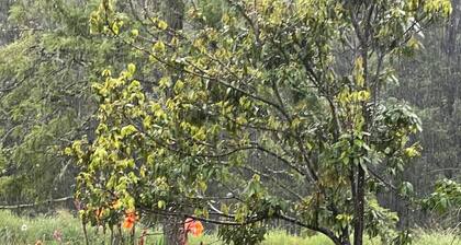 Farm-stay +16 acres + Mineral Pool; 1 hr to Byron Bay, 30 to Nimbin & Lismore.