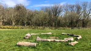 A grassy field with scattered logs and leafless trees in the background. - Bell Tent , Carreglwyd Estate, Anglesey (Llanfaethlu,)