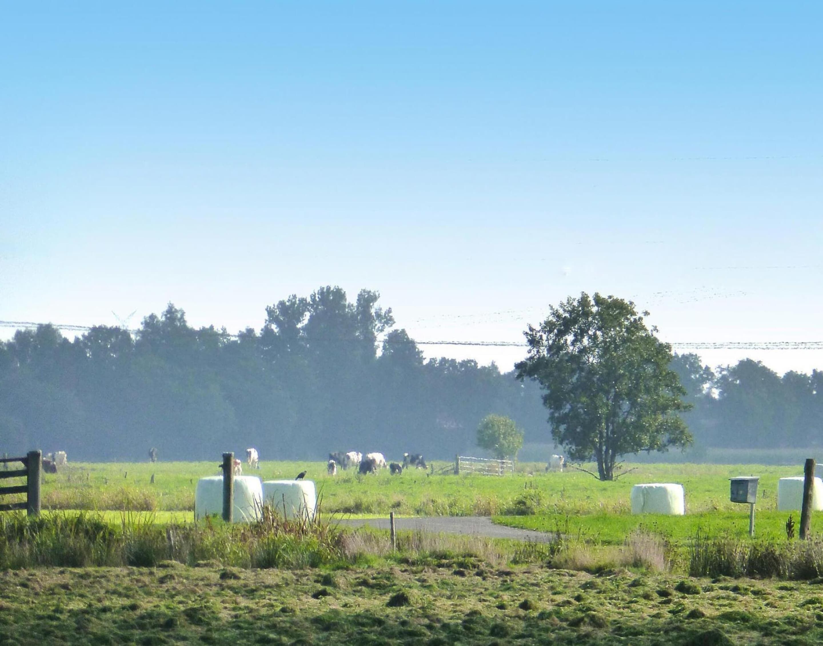 A rural landscape with hay bales, a fence, and a tree.
