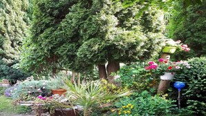 A garden with various potted plants and a blue pot in the center. - Ferienwohnung Nahe Wernigerode (Wernigerode)