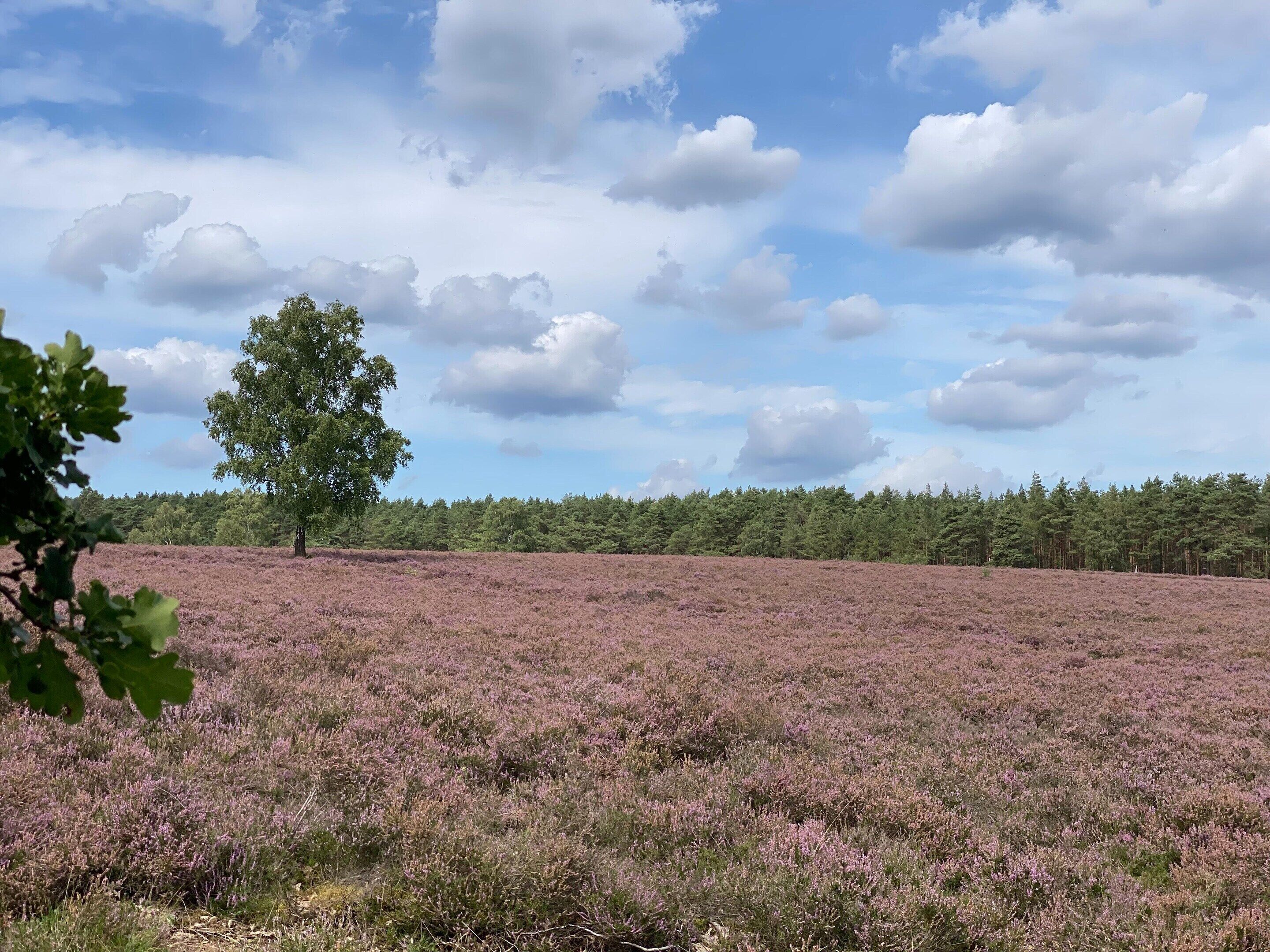 Een veld met paarse heide, met een enkele boom op de voorgrond en een bos in de achtergrond, onder een gedeeltelijk bewolkte lucht.