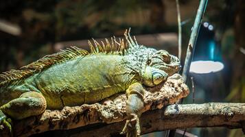 A reptile, possibly a lizard, resting on a branch.