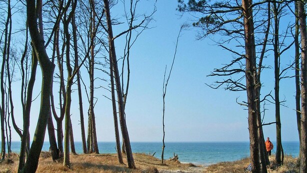 En skogstig som leder till en strand med klar himmel.