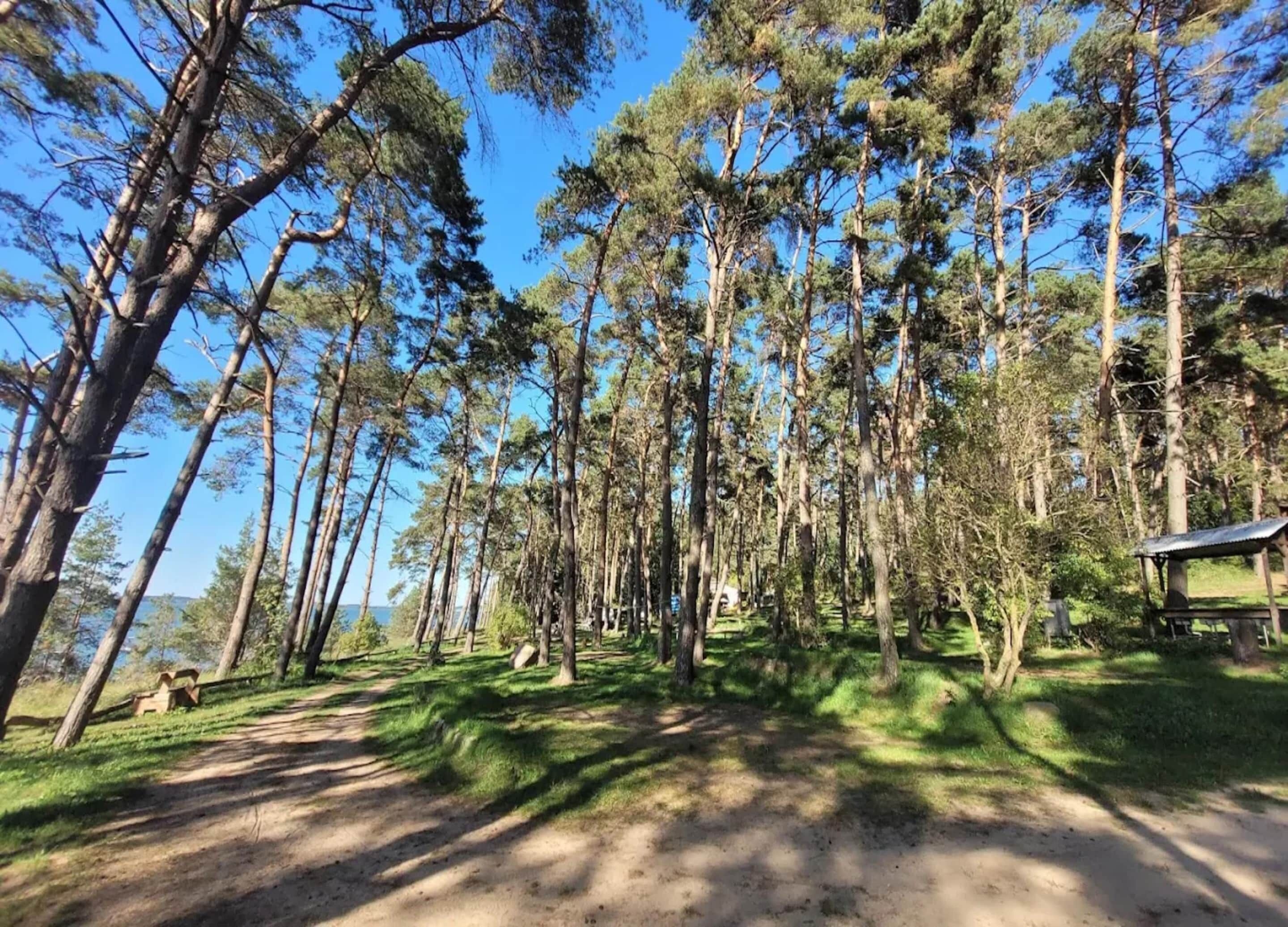 A forested area with tall trees and a dirt path.