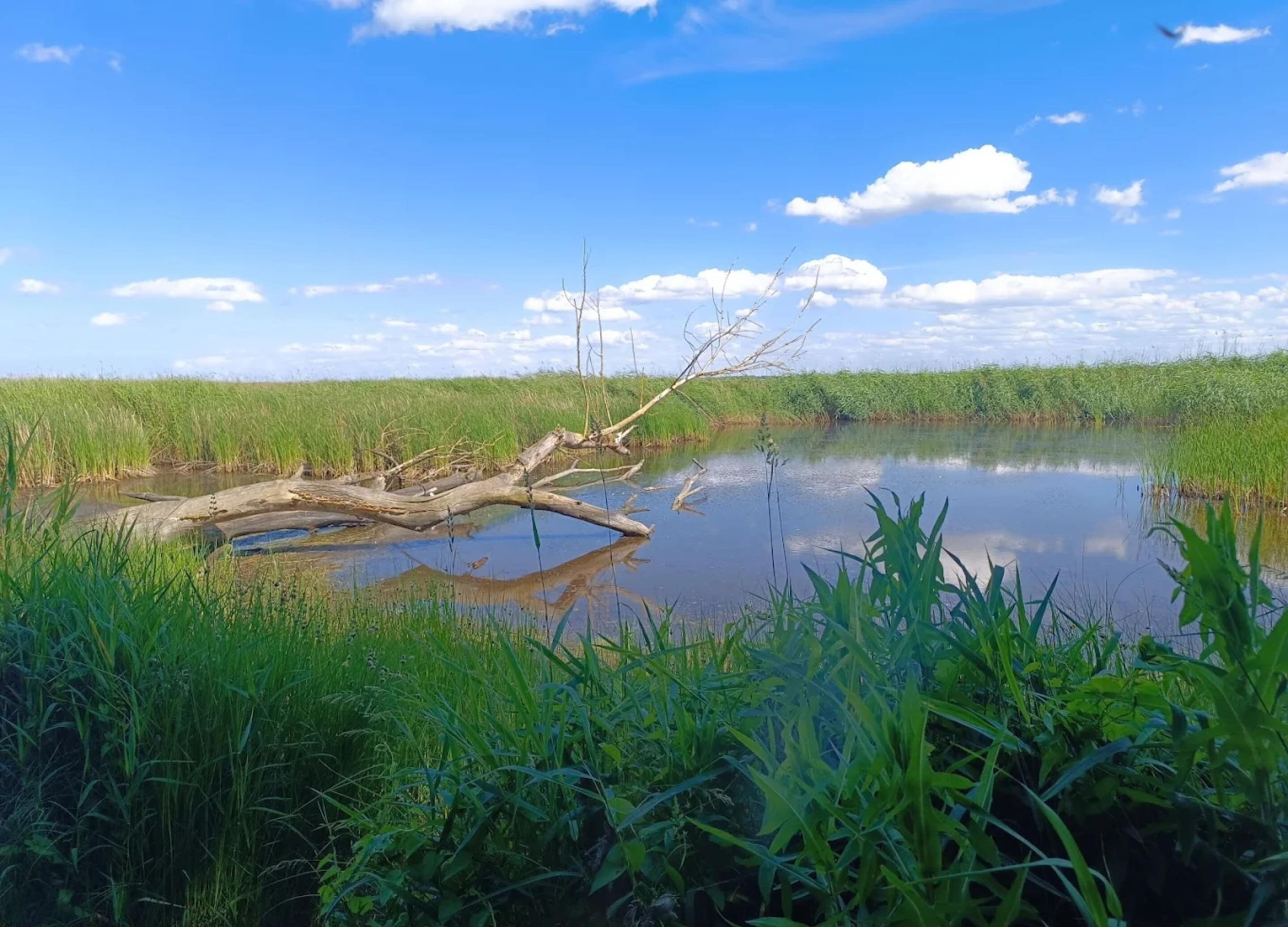 A natural landscape with a fallen tree in a body of water surrounded by tall grass.