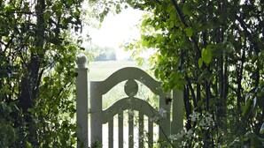 A white gate with a curved top and vertical slats, surrounded by dense green foliage. - Ferienhaus in Damp mit Terrasse (Damp)