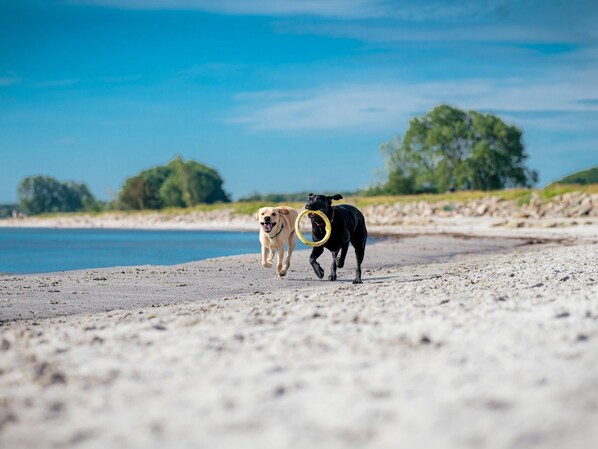 Two dogs running on a beach with a clear sky and trees in the background. - Reihenhaus im Ostseeresort Dampland (Damp)