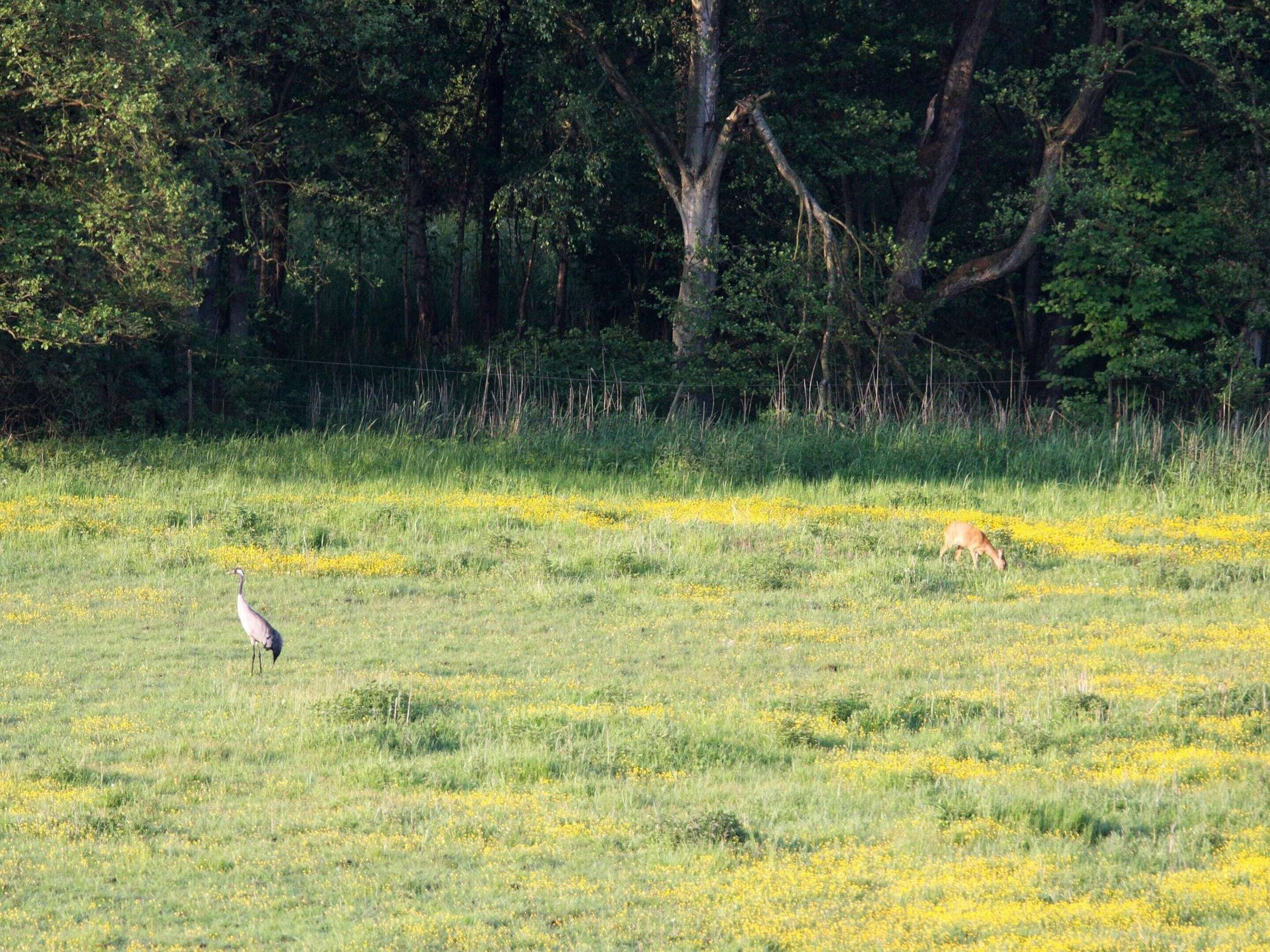 A field with yellow flowers and trees in the background.
