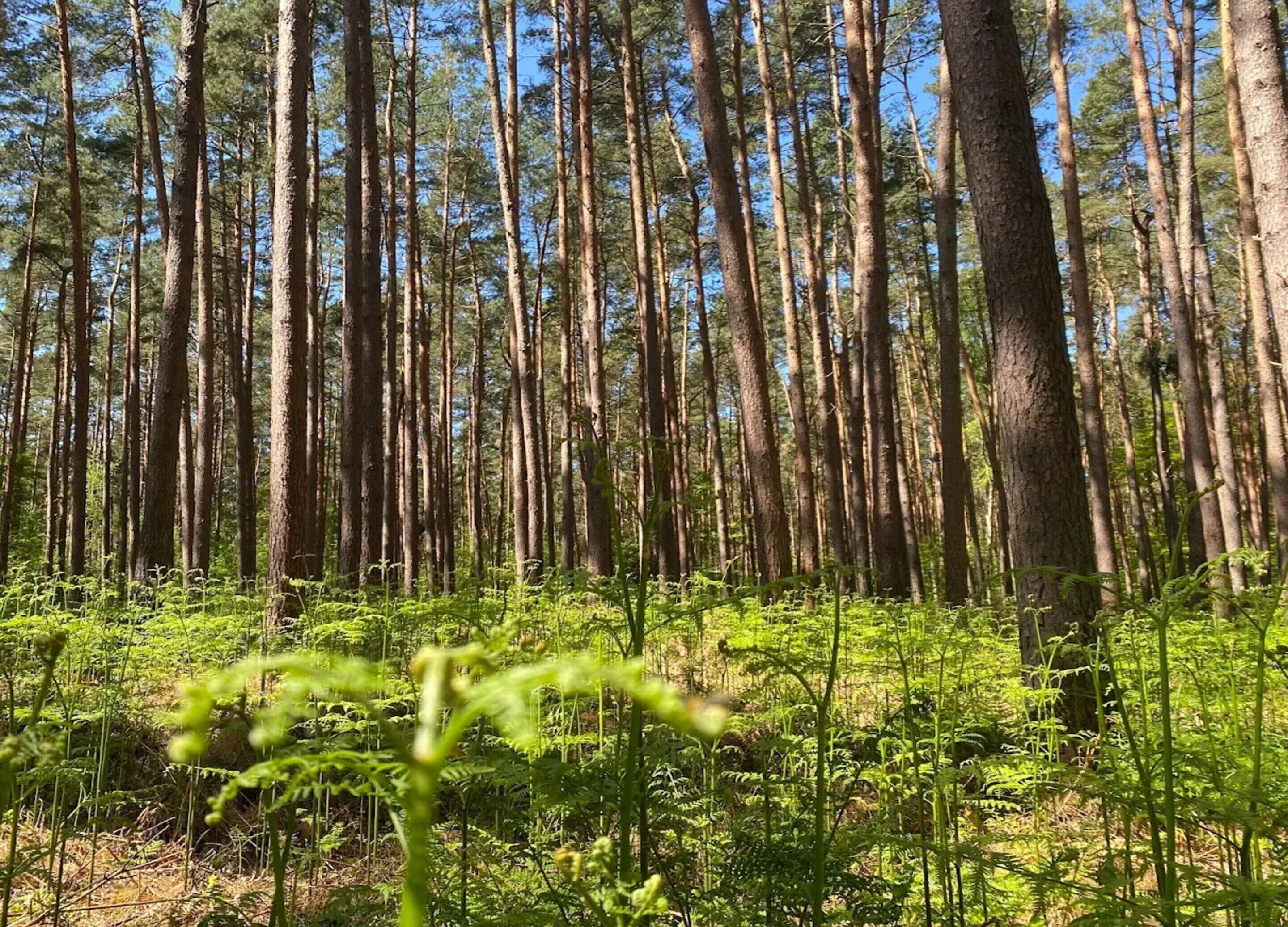 Ein dichter Wald mit hohen Bäumen und dichtem Unterholz.