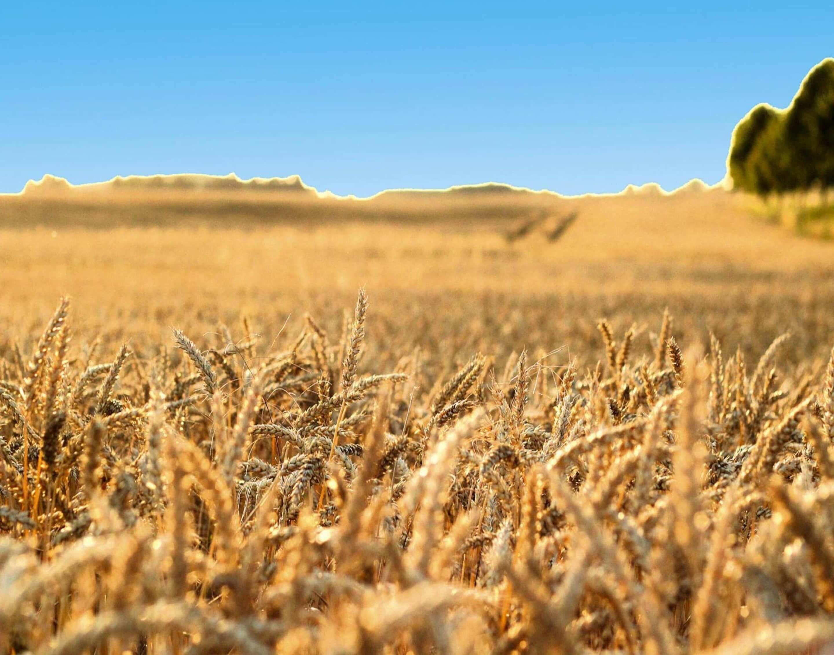 Ein Feld mit goldenem Weizen unter blauem Himmel.