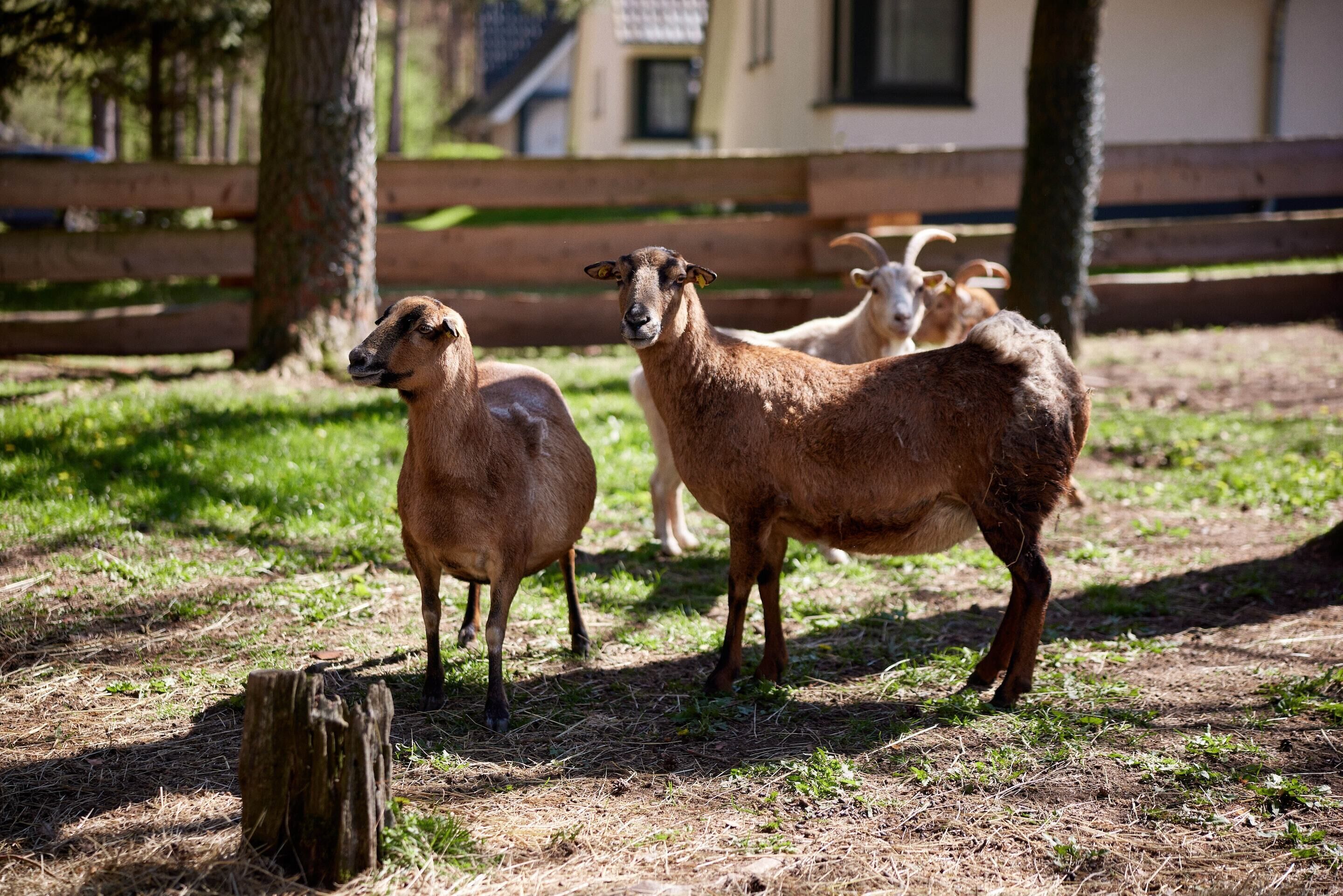 A fenced outdoor area with three goats standing on grass.