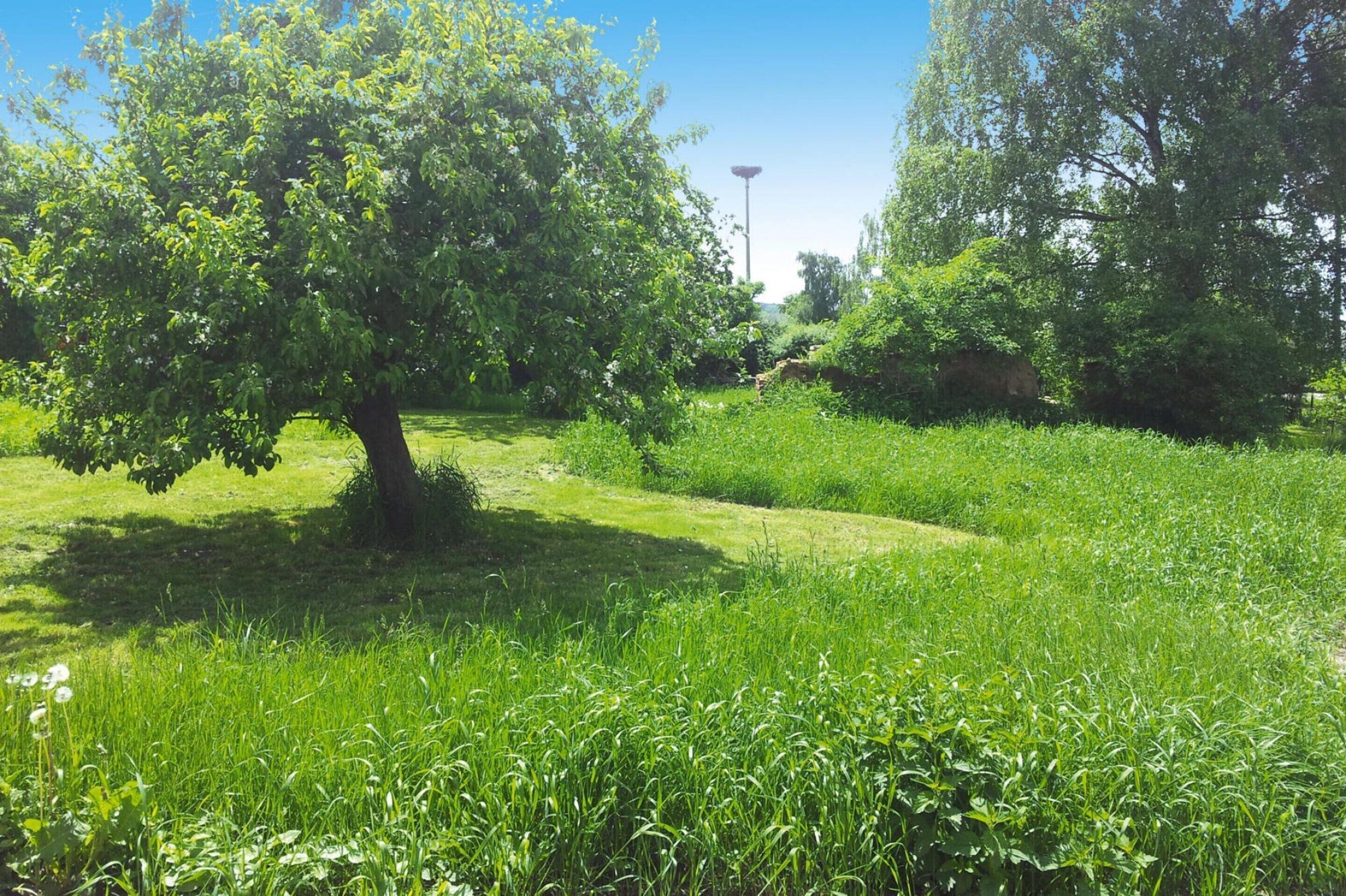 A lush green park with a large tree and a lamp post in the background.