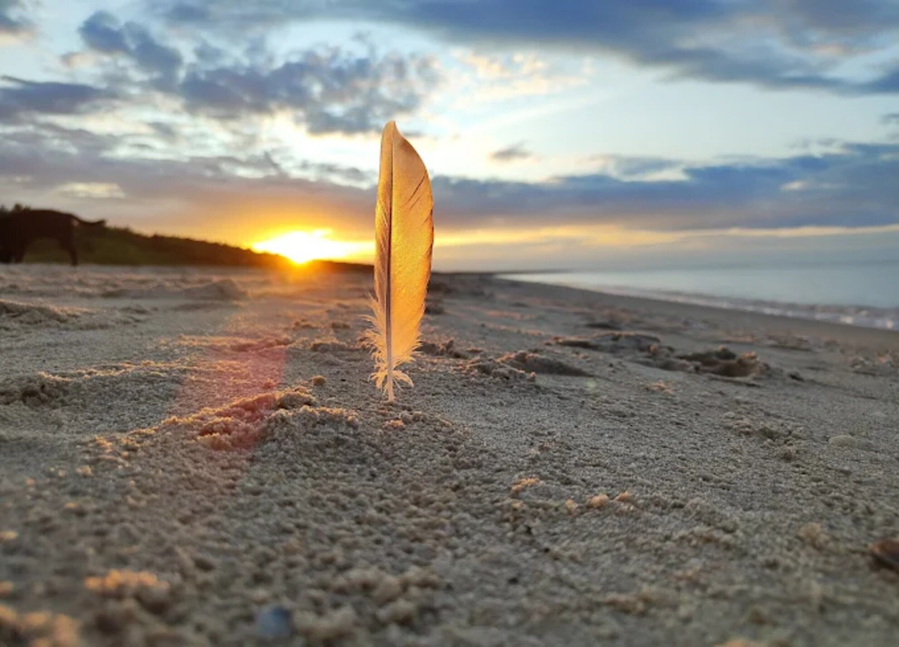 A feather on a sandy beach with a sunset in the background.