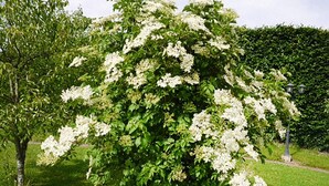 Un arbre gran amb flors blanques en un jardí ben cuidat.