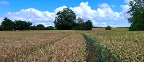 A field of wheat with a clear sky and trees in the background.