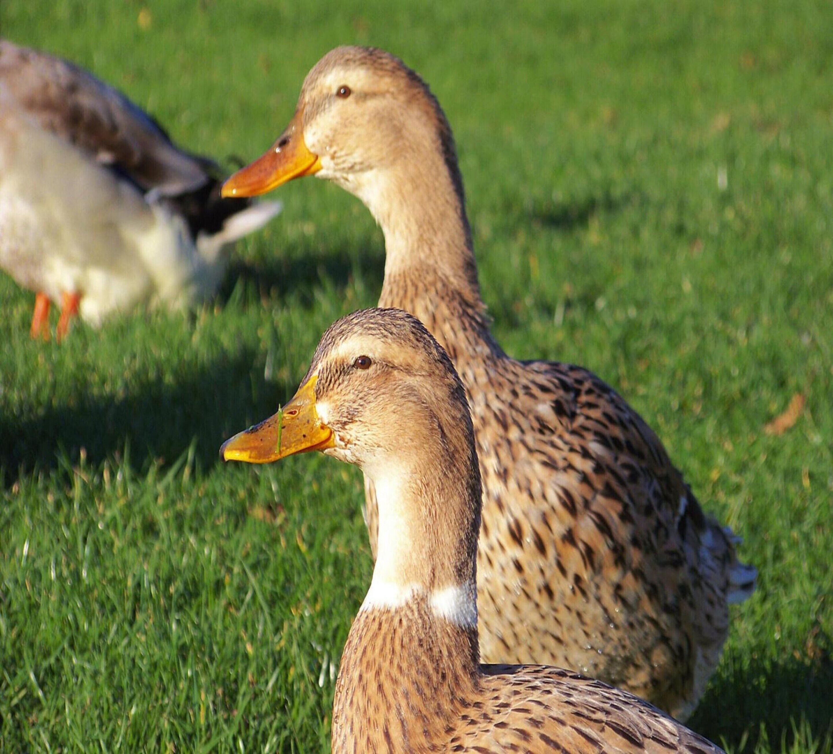 Two ducks on a grassy surface.