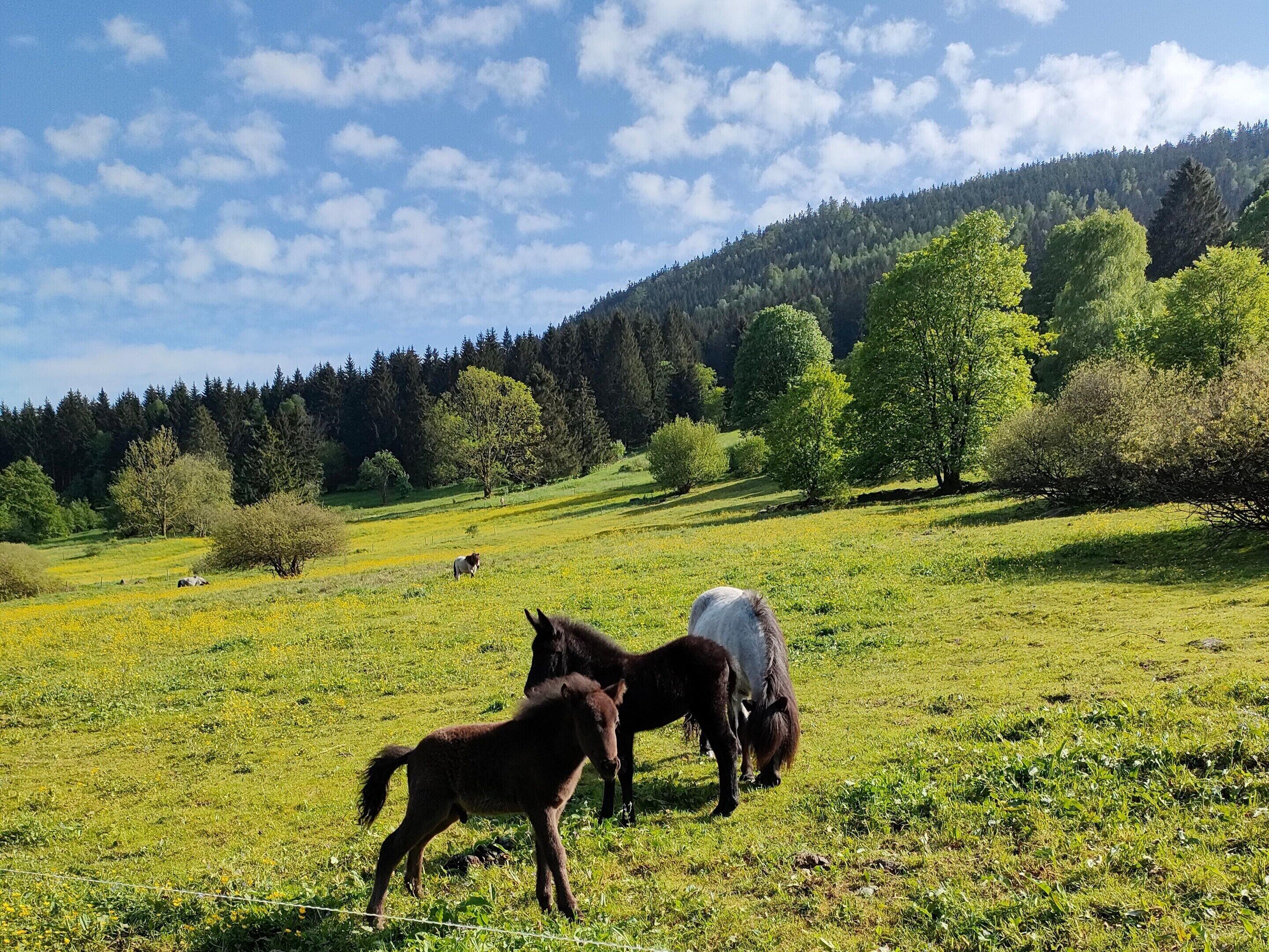 Un champ verdoyant où paissent des chevaux, entouré d’arbres et avec une colline boisée en arrière-plan.