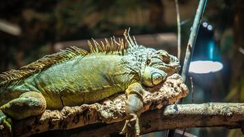 A reptile, possibly a lizard, resting on a branch.